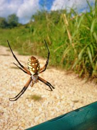 Close-up of spider