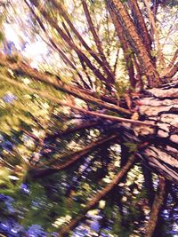 Low angle view of trees