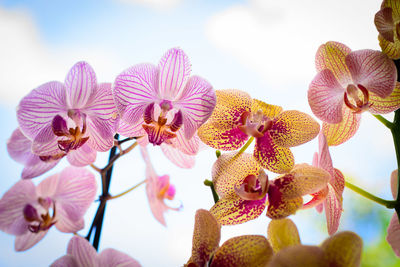 Low angle view of fresh pink flowers against sky