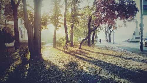 Trees on landscape against sky
