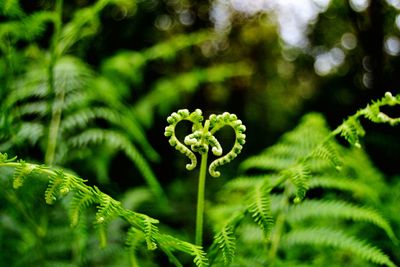 Fern plant growing outdoors