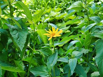 Close-up of flowering plant