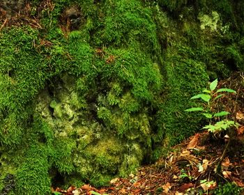 High angle view of trees in forest