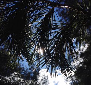Low angle view of pine tree