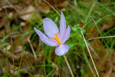 Close-up of purple crocus flower on field