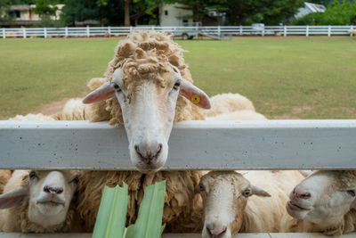 Portrait of sheep in pen
