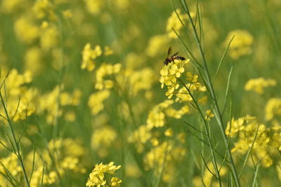 Close-up of insect on yellow flower