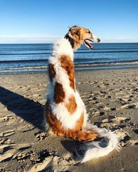 Dog on sand at beach against sky