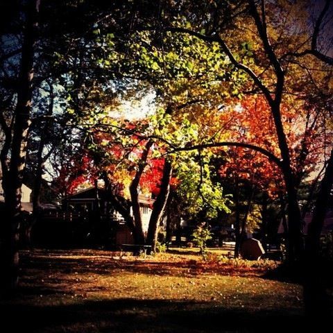 tree, growth, branch, park - man made space, tree trunk, nature, tranquility, sunlight, autumn, bench, outdoors, shadow, day, park, red, beauty in nature, built structure, no people, building exterior, tranquil scene