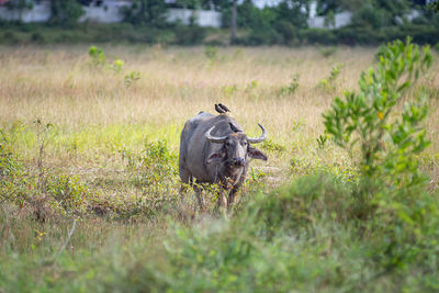 Buffalo in a field