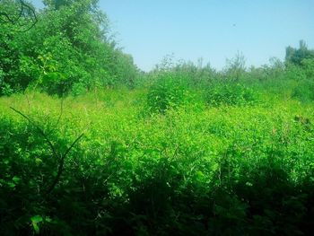 Low angle view of fresh green trees against clear sky