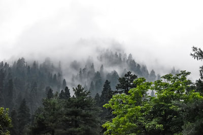 Panoramic view of trees in forest against sky