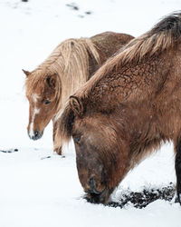 Portrait of a horse on snow covered field