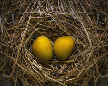 High angle view of eggs in nest