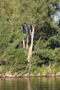 Tree by lake in forest