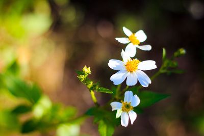 Close-up of white flowering plant