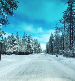 Empty road along snow covered trees against sky