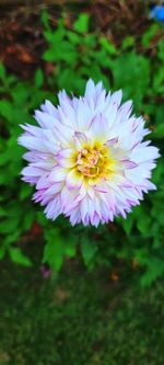 Close-up of purple flowering plant