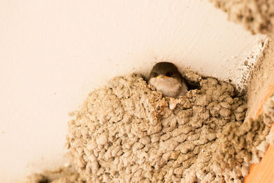 View of birds in nest on wall