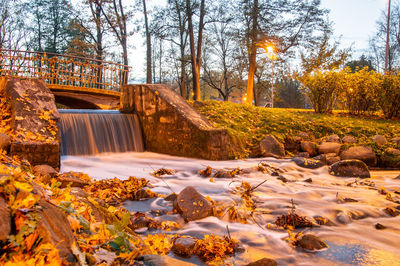 Plants growing by stream in forest during autumn