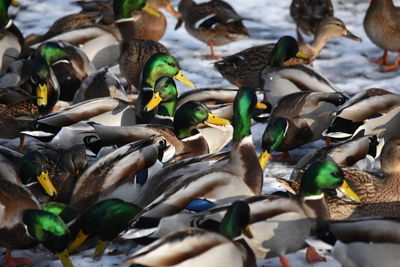 View of birds in pond