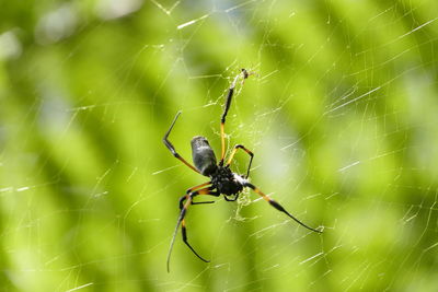 Close-up of spider on web