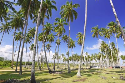 Coconut trees on tropical beach