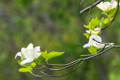 Close-up of white flowering plant