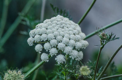 Close-up of white flowering plant