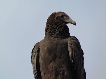 Low angle view of eagle against sky