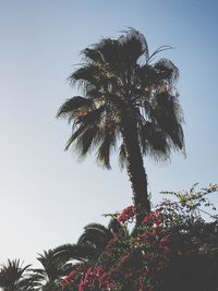 Low angle view of palm tree against clear sky