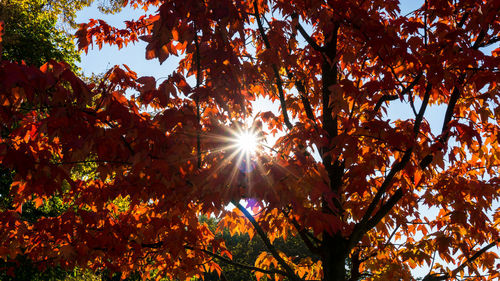 Low angle view of trees in forest during autumn