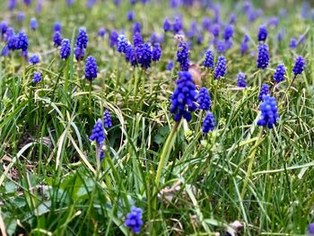 Close-up of purple crocus flowers on field