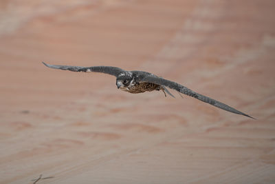High angle view of eagle flying