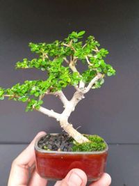 bonsai