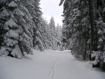 Scenic view of snow covered landscape