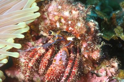 Close-up of hermit crab