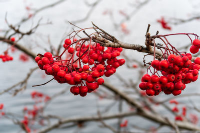 Close-up of red berries growing on tree