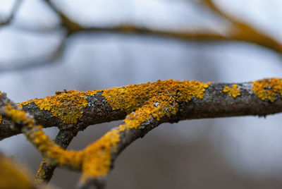 Close-up of yellow maple leaf on branch
