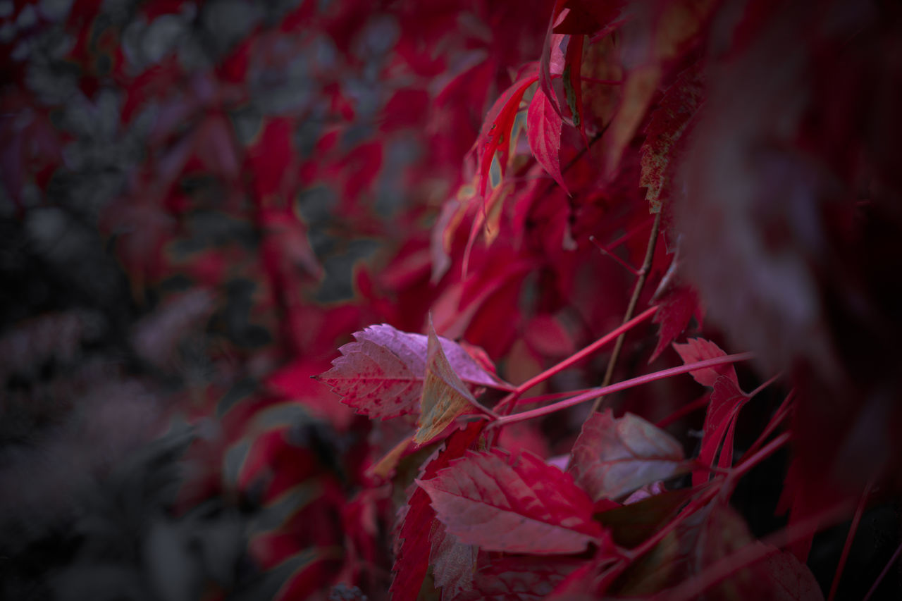 red, plant, leaf, beauty in nature, nature, flower, plant part, growth, macro photography, close-up, petal, autumn, no people, selective focus, flowering plant, tree, outdoors, freshness, focus on foreground, branch, pink