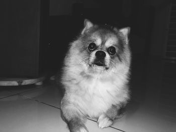 Portrait of dog sitting on floor at home