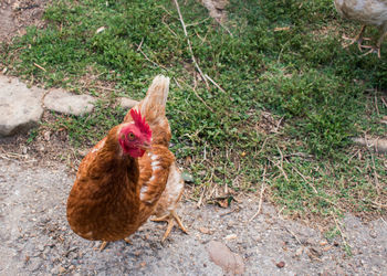 Close-up of rooster