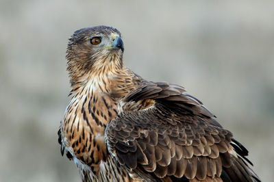 Close-up of eagle