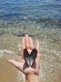 High angle view of a mussel  on woman's hand  against water