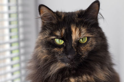 Close-up portrait of a cat