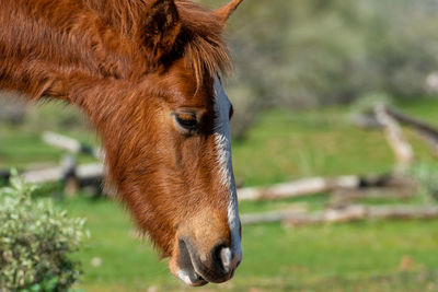 Close-up of a horse on field
