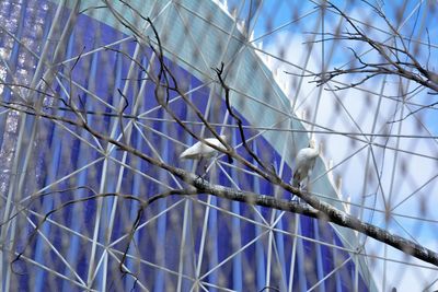 Low angle view of bird perching on bare tree