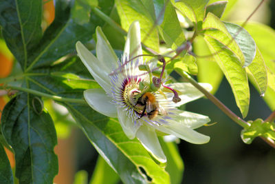 Close-up of bee on flower