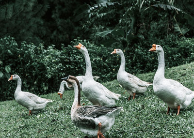 Ducks on a field