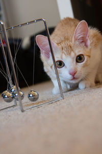 Close-up portrait of cat